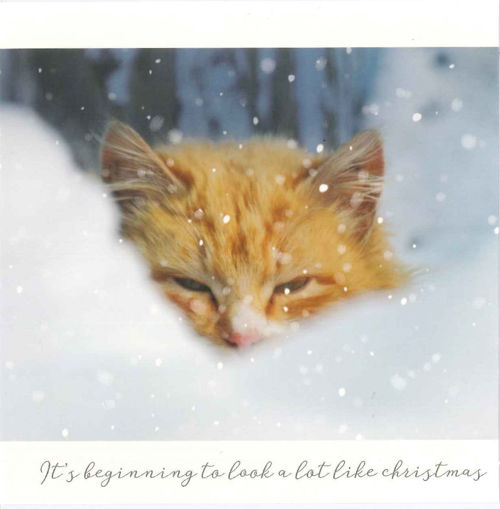 Picture of CAT GINGER CHRISTMAS CARD